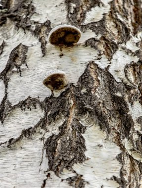 Doğal huş ağacı kabuğunun dokusu, filizlenmiş liken ile yakın plan. Arka plan doğal ahşap..