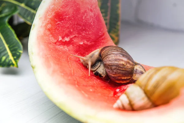 Giant snail Achatina fulica. Two snails with shells of different colors are crawling on the skin of a red watermelon