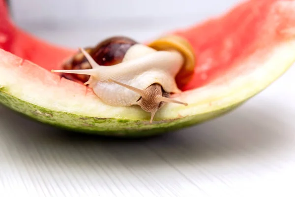 Giant snail Achatina fulica. Two snails with shells of different colors are crawling on the skin of a red watermelon