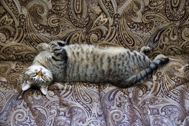 Kanepede kahverengi bir tekir kedi yatıyor. Güzel evcil kedi