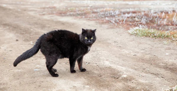 Kara bir kedi sis içinde yol boyunca yürüyor. Kedi yolu geçer.