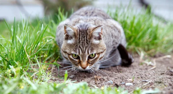 Beautiful Brown Tabby Cat Sitting Grass Concept Keeping Pets — Stock Photo, Image