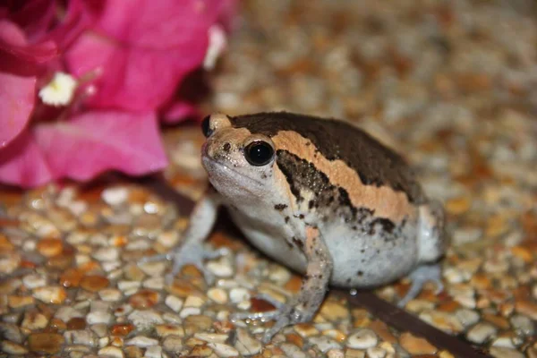 Asian Frog Kaloula Pulchra Sits Pebbles — Stock Photo, Image