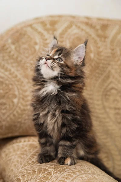 Gatito Maine Coon Edad Meses Concepto Mascotas Medicina Veterinaria — Foto de Stock