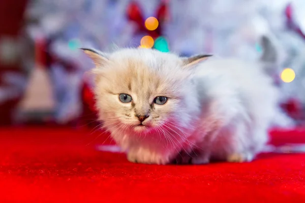 Gatito Mullido Blanco Sentado Sobre Fondo Rojo Con Árbol Navidad — Foto de Stock