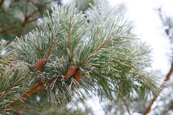 松枝上覆盖着霜冻 早春时节 松针与幼果在一起 — 图库照片