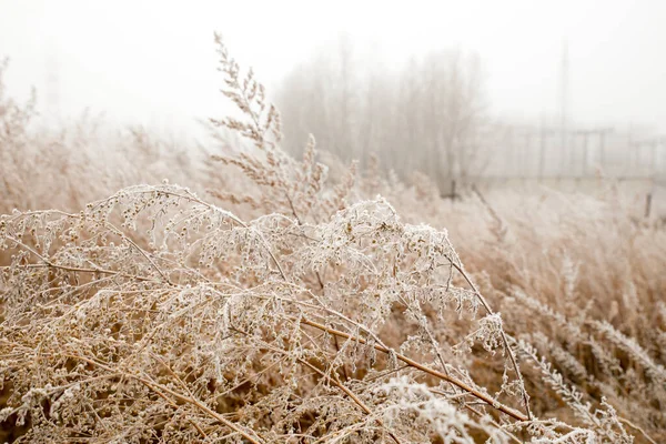 Dry Tall Grass Covered Frost Background Fog Field Withered Grass — Stock Photo, Image