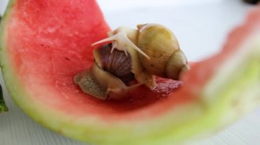 İki Achatina fulica salyangozu..