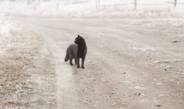 Kara kedi sisli yolda duruyor..