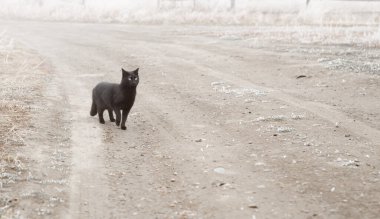 Kara kedi sisli yolda duruyor..