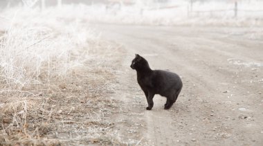 Kara kedi sisli yolda duruyor..