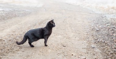 Kara kedi sisli yolda duruyor..