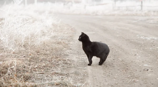 Kara kedi sisli yolda duruyor..
