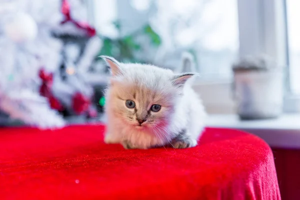 Gatito Mullido Blanco Sentado Sobre Fondo Rojo Con Árbol Navidad — Foto de Stock