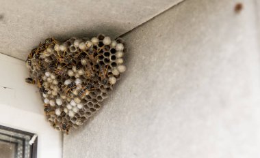 Büyük bir eşek arısı yuvası. Boş ve dolu hücreleri ve eşekarısı böceklerini görebilirsiniz. Yuva evin penceresinde asılı duruyor.