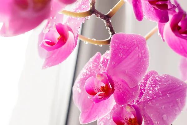 Gyönyörű Rózsaszín Orchideák Finom Háttérrel Lila Rózsaszín Phalaenopsis Orchidea Vízcseppekkel — Stock Fotó
