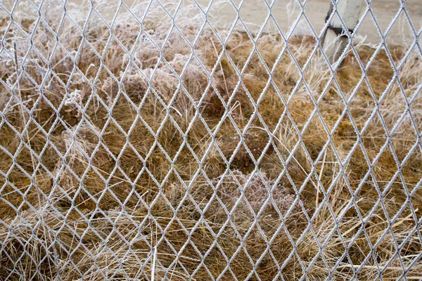 Metalowy Druciany Płot Pokryty Jest Białym Szronem Śniegiem Lodem Zimowy — Zdjęcie stockowe