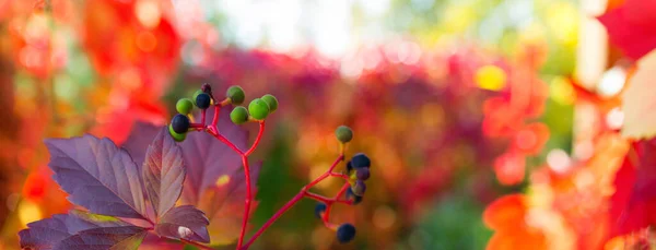 Höstens Bakgrund Röda Blad Jungfruliga Druvor Suddig Flerfärgad Naturlig Bakgrund — Stockfoto