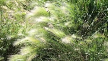 Rüzgarda sallanan çimenler.