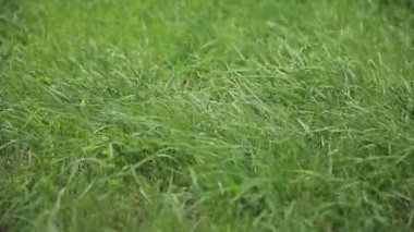 Yeşil sulu bahar çimenleri rüzgarda sallanıyor.