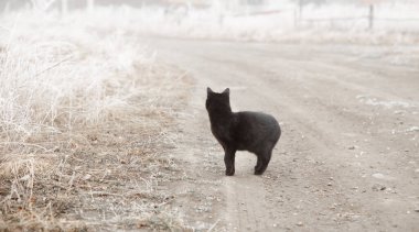 Kara kedi siste yolun ortasında duruyor. Kedi yolu geçer.