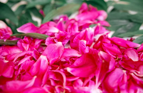 Abstract red flower background. Peony petals, top view. Bright rich red-purple texture with a peony pattern.