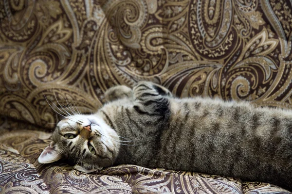 Sur le canapé se trouve un chat tabby brun sur le dos. Beau chat domestique. — Photo