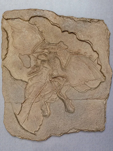 ドイツ、バイエルン州のジュラシック・リソグラフィー・デポジットの考古学(化石鳥)リソグラフィカ — ストック写真