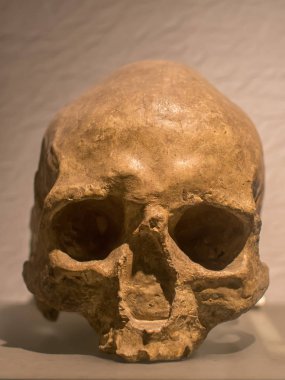Homo Sapiens kafatası, günümüze kadar gelen tek insan türüdür..