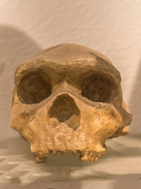 Homo Neandertallerin Kafatası, nesli tükenmiş bir tür dür.