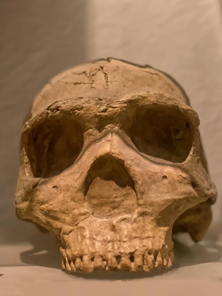 Skull of Homo erectus es una especie de humanos arcaicos que vivió durante la mayor parte de la época geológica del Pleistoceno. — Foto de Stock