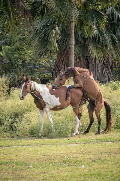 Horse breeding is reproduction in horses in Countryside, Farming.