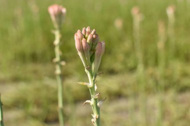 Tuberose veya rajnigandha yakın çekim, bir gece çiçeklenme bitki, agavs ile ilgili çok yıllık bir bitki, hangi özleri parfümeri bir not olarak kullanılır.