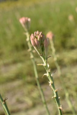 Tuberose veya rajnigandha yakın çekim, bir gece çiçeklenme bitki, agavs ile ilgili çok yıllık bir bitki, hangi özleri parfümeri bir not olarak kullanılır.