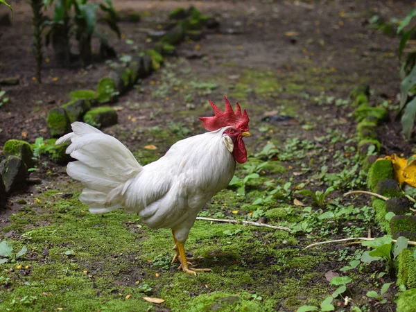 Leghorn resmi Orta İtalya'da Toskana kökenli tavuk bir cins.