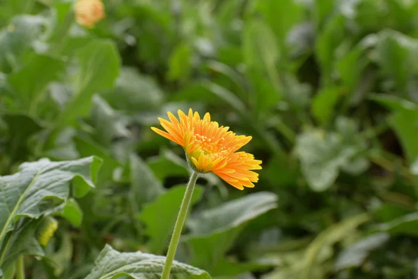 Nahaufnahme von Gerbera-Gänseblümchen (Gerbera jamesonii) werden normalerweise wegen ihrer hellen und fröhlichen, margeritenartigen Blüten angebaut. — Stockfoto