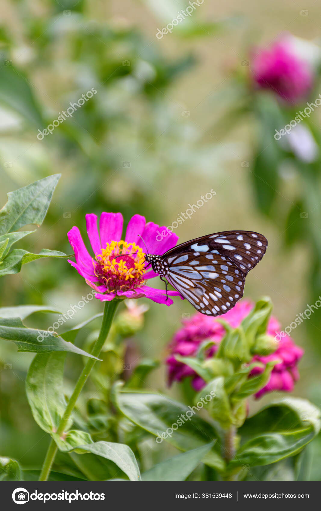 Beautiful Dark Blue Tiger Butterfly Collecting Nectar Common Zinnia Flower Stock Photo Image By C Sudip24 Beautiful Dark Blue Tiger Butterfly Collecting Nectar Common Zinnia Flower Stock Photo Image By C Sudip24