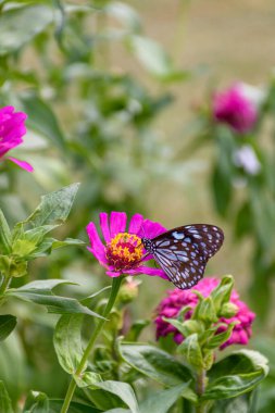 Güzel Koyu Mavi Kaplan Kelebeği, Zinnia çiçeğinden arkaplanı bulanık olan nektar topluyor.)