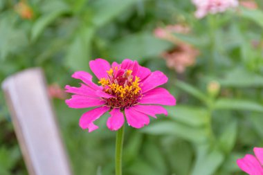 Genel Zinnia çiçeğinin yakın plan resmi bulanık arkaplan (Seçici odak)