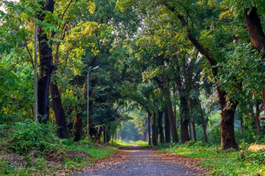 Kolkata yakınlarındaki Acharya Jagadish Chandra Bose Hint Botanik Bahçesi 'nde yürüyüş..