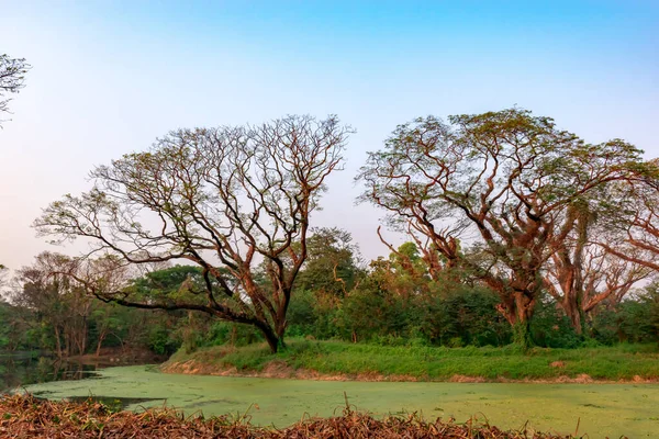 Acharya Jagadish Chandra Bose Jardín Botánico Indio Shibpur Howrah Cerca — Foto de Stock