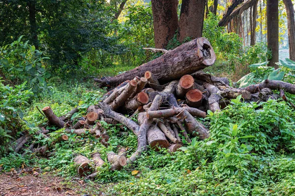 Haufen Oder Haufen Abgeschnittener Baumstämme Auf Dem Boden Oder Boden — Stockfoto