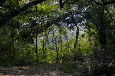 Kolkata yakınlarındaki Acharya Jagadish Chandra Kızılderili Botanik Bahçesi Yeşilliği.