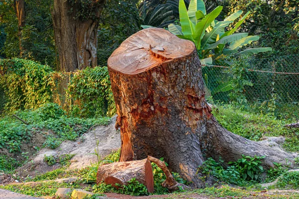 Bild Von Abgeschnittenen Baumstämmen Auf Dem Boden Oder Boden Bei — Stockfoto
