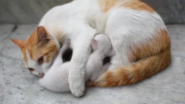 Una Gata Madre Pelo Blanco Castaño Alimentando Sus Gatitos Los — Vídeo de stock