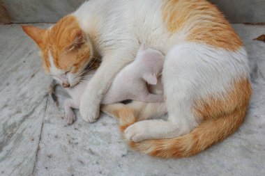 Beyaz ve kahverengi saçlı anne kedi yavrularını besliyor. Kedi yavruları kedi göğsünü emer. Kedi yaşam tarzı 