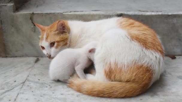 Una Gata Madre Pelo Blanco Castaño Alimentando Sus Gatitos Los — Vídeo de stock