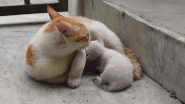 Una Gata Madre Pelo Blanco Castaño Alimentando Sus Gatitos Los — Vídeo de stock