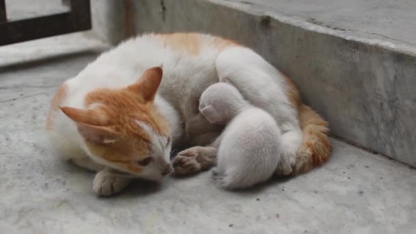 Una Gata Madre Pelo Blanco Castaño Alimentando Sus Gatitos Los — Vídeo de stock