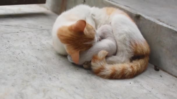 Una Gatta Madre Peli Bianchi Marroni Che Nutre Suoi Gattini — Video Stock